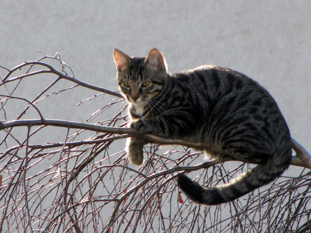 Katzen-087.jpg