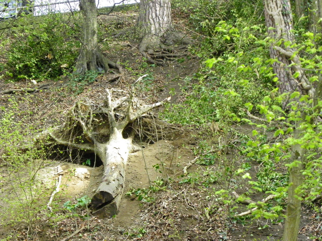 114_3165_JPG-1334789034