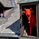 Fuhrmannhaus Markttag_019.jpg