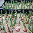 koe-Tulpen bei blumen huber-6.jpg