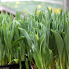 koe-Tulpen bei blumen huber-7.jpg
