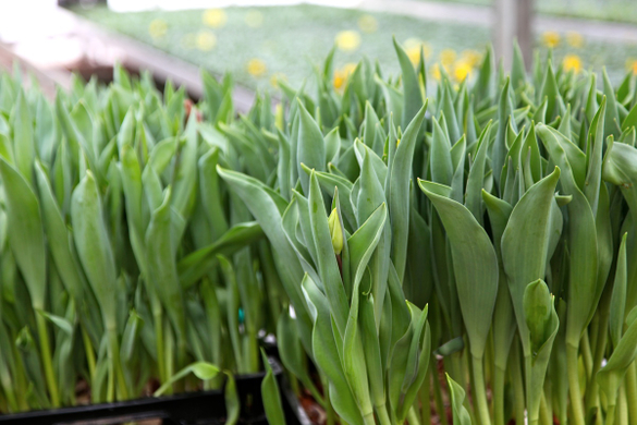 koe-Tulpen bei blumen huber-7.jpg