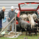 Leserreporter: Schaftransport im VW Golf