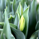 koe-Tulpen bei blumen huber-8.jpg