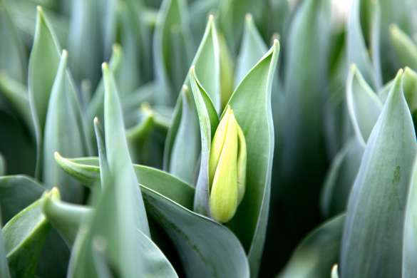 koe-Tulpen bei blumen huber-8.jpg