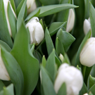 koe-Tulpen bei blumen huber-9.jpg