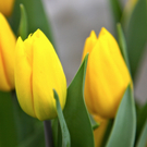 koe-Tulpen bei blumen huber-10.jpg