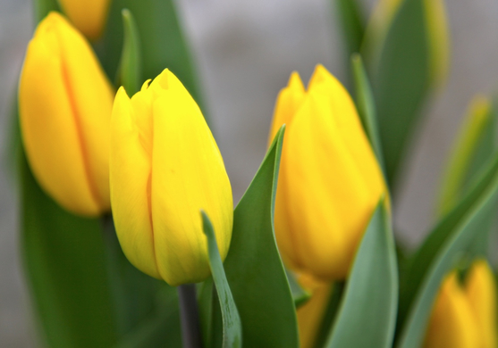 koe-Tulpen bei blumen huber-10.jpg