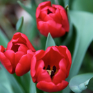 koe-Tulpen bei blumen huber-11.jpg