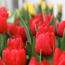 koe-Tulpen bei blumen huber-12.jpg
