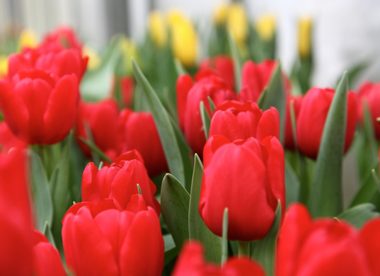 koe-Tulpen bei blumen huber-12.jpg