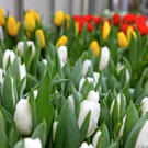 koe-Tulpen bei blumen huber-13.jpg