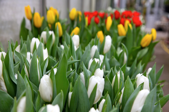 koe-Tulpen bei blumen huber-13.jpg