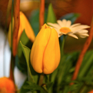 koe-Tulpen bei blumen huber-15.jpg