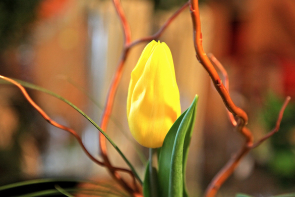 koe-Tulpen bei blumen huber-17.jpg