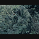 Still0416_00003_jpg-1334857827