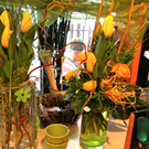 koe-Tulpen bei blumen huber-14.jpg