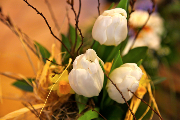 koe-Tulpen bei blumen huber-18.jpg