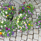 DSC00734.JPG