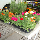 DSC00735.JPG