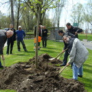 lBaumpflanzen 057.jpg