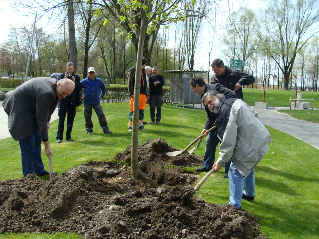 lBaumpflanzen 057.jpg