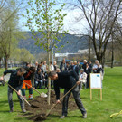 lBaumpflanzen 058.jpg
