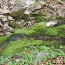 IMG_9164_JPG-1335175367