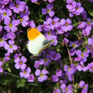 IMG_9169_JPG-1335175385