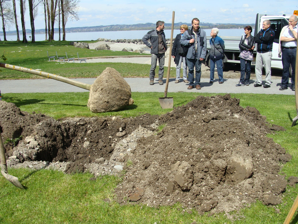 lBaumpflanzen 033.jpg