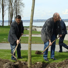 lBaumpflanzen 053.jpg