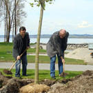 lBaumpflanzen 052.jpg
