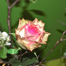 Atelier Matt Kunst und Genuss 2012 _3__jpg-1335354036