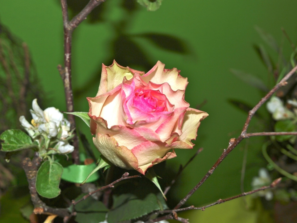 Atelier Matt Kunst und Genuss 2012 _3__jpg-1335354036