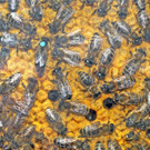 Bienen 1_jpg-1335428603