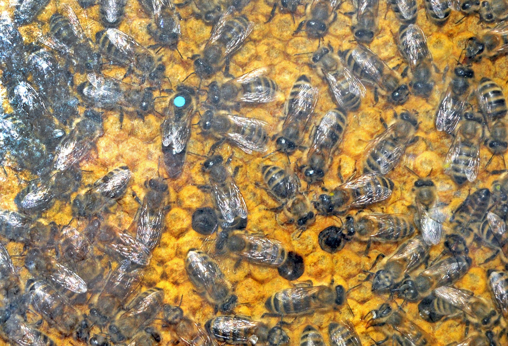 Bienen 1_jpg-1335428603
