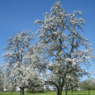 Fruehling in Lochau 2012 _29__jpg-1335450570