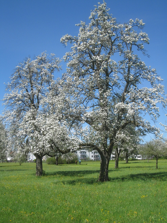 Fruehling in Lochau 2012 _29__jpg-1335450570