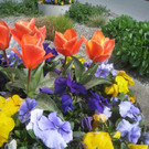 Fruehling in Lochau 2012 _2__jpg-1335450409