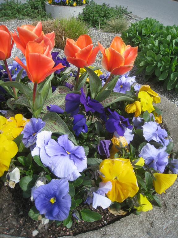 Fruehling in Lochau 2012 _2__jpg-1335450409