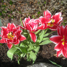 Fruehling in Lochau 2012 _30__jpg-1335450575