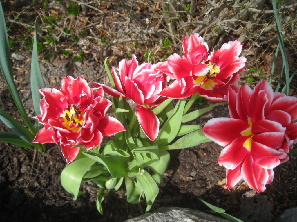 Fruehling in Lochau 2012 _30__jpg-1335450575