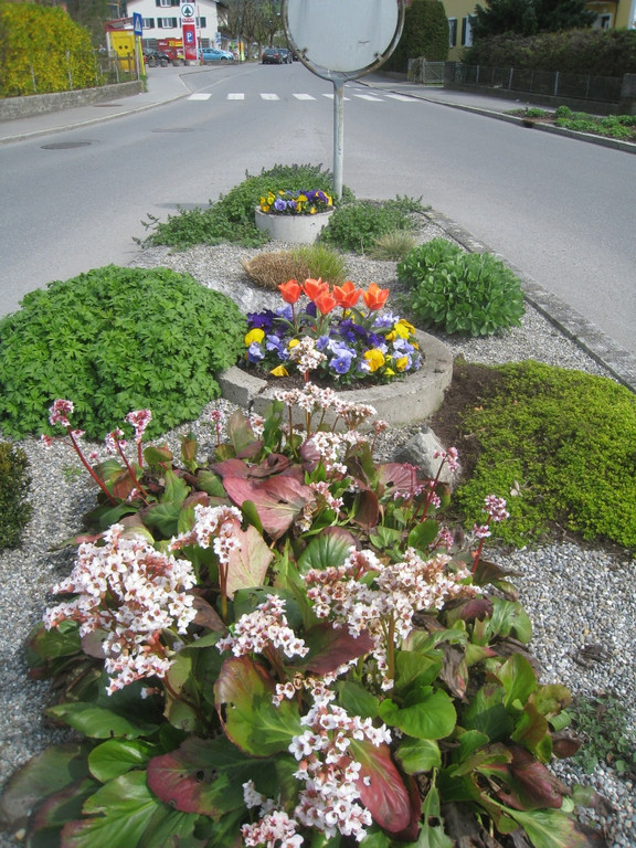 Fruehling in Lochau 2012 _37__jpg-1335450616