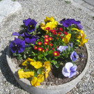 Fruehling in Lochau 2012 _10__jpg-1335450459