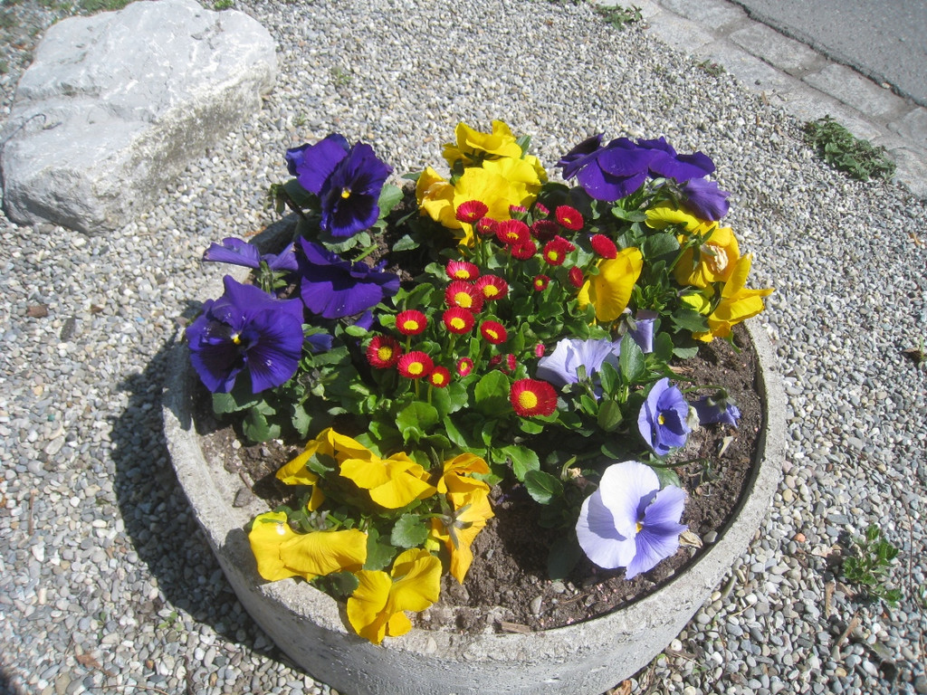 Fruehling in Lochau 2012 _10__jpg-1335450459