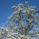 Fruehling in Lochau 2012 _21__jpg-1335450523