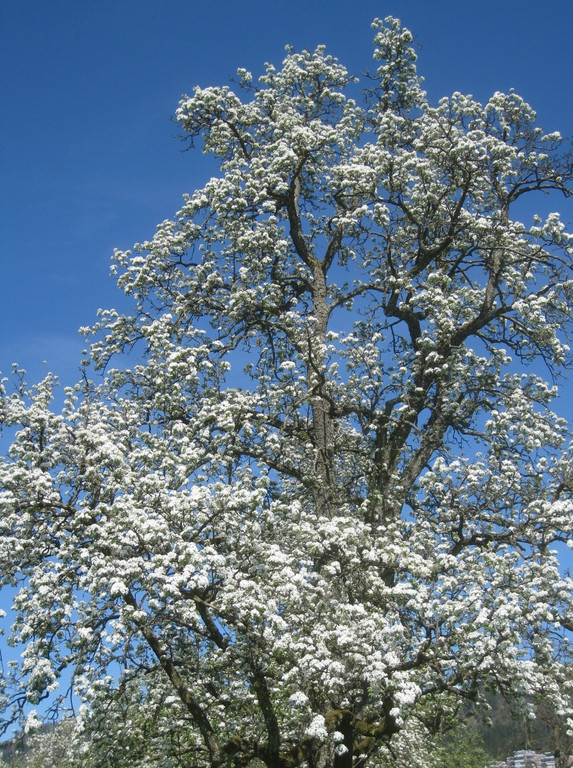 Fruehling in Lochau 2012 _21__jpg-1335450523