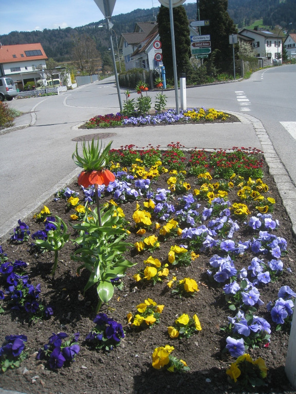 Fruehling in Lochau 2012 _6__jpg-1335450433