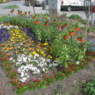 Fruehling in Lochau 2012 _34__jpg-1335450598