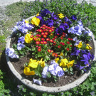 Fruehling in Lochau 2012 _11__jpg-1335450466